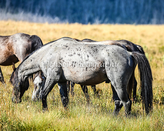 BrumbiesJan25_0314
