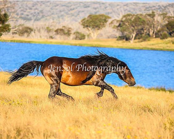 BrumbiesJan25_0457
