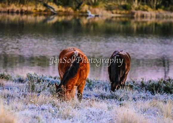 Brumbies1June25_0009