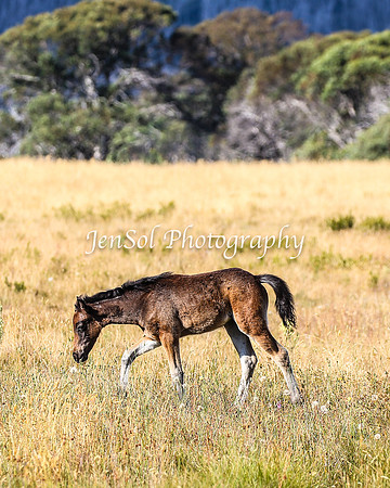 BrumbiesJan25_0265