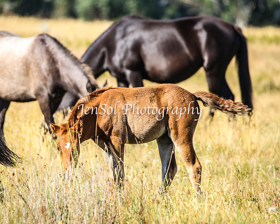 BrumbiesJan25_0273