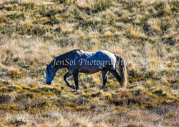 Brumbies1June25_0210