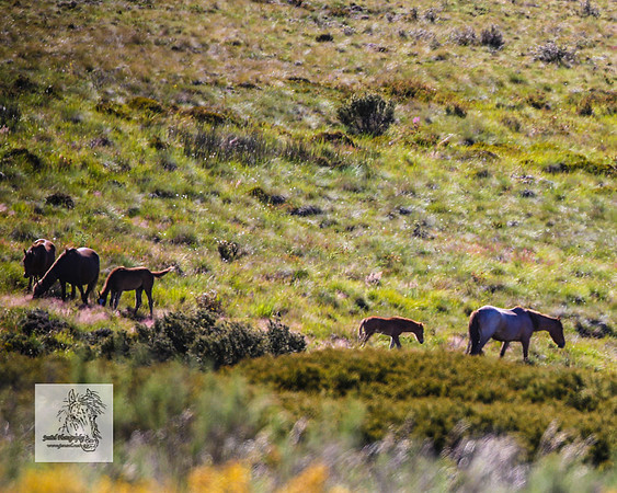 Brumbies29122021_0314