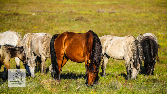 Brumbies30122021pm_0271