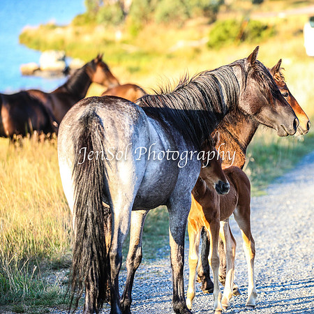 BrumbiesJan25_0431