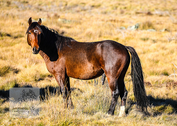BrumbiesAnzacWeekendSatB2024_1565