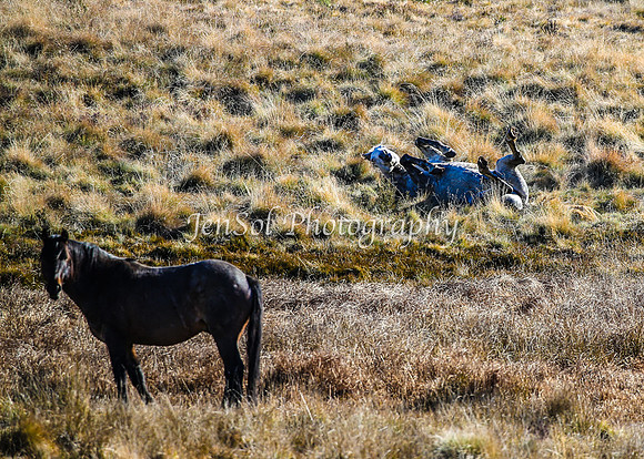 Brumbies1June25_0190