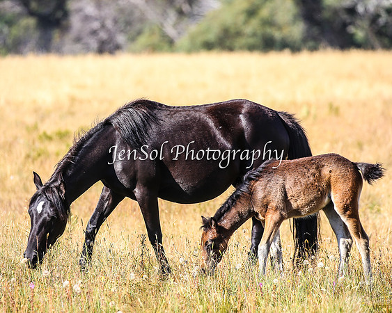 BrumbiesJan25_0254