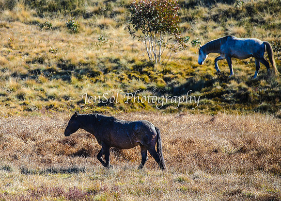Brumbies1June25_0178