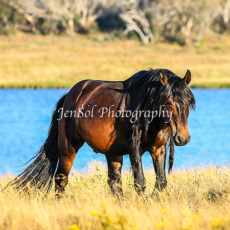 BrumbiesJan25_0422