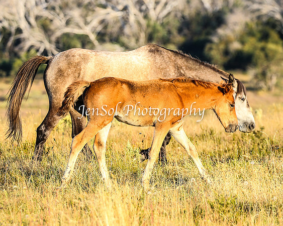BrumbiesJan25_0406