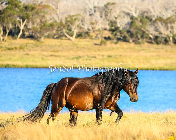 BrumbiesJan25_0418