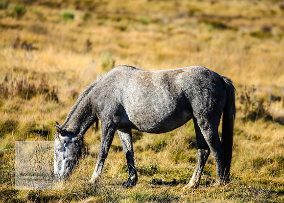 BrumbiesAnzacWeekendSatB2024_1522