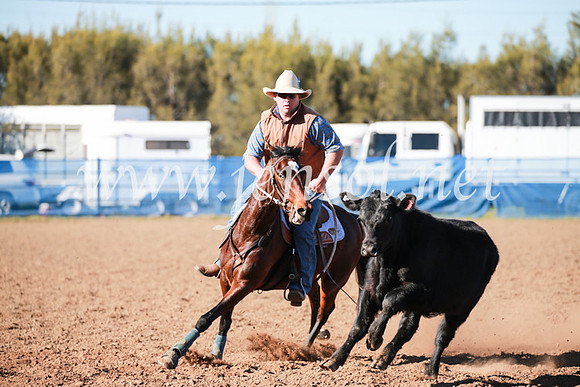 CCCampdraft2016_5213
