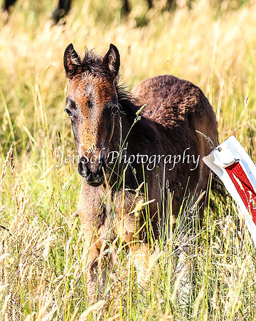 BrumbiesJan25_0371