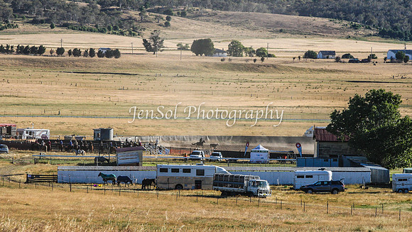 AdaminabyCampdraft2015_0007