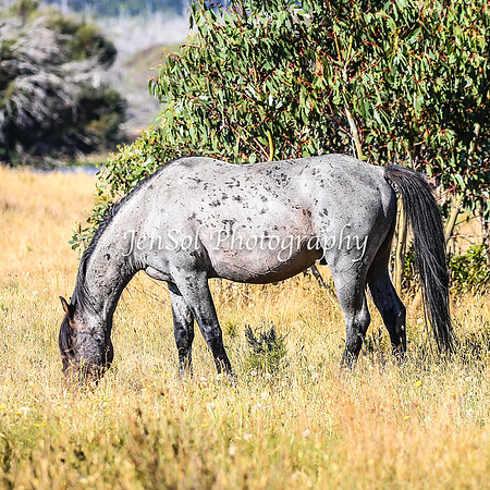 BrumbiesJan25_0223