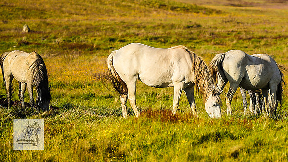 Brumbies30122021pm_0471