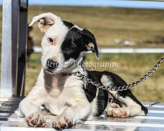 AdaminabyCampdraft2015_0684