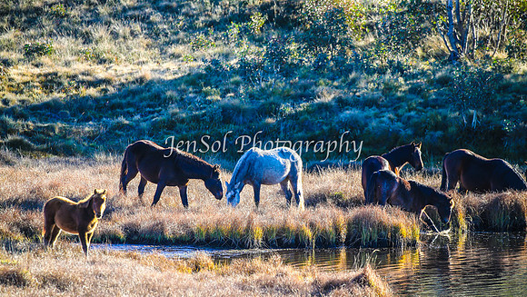 Brumbies1June25_0286