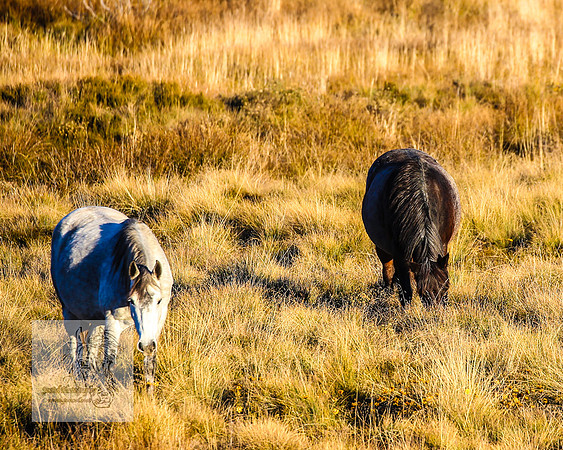 BrumbiesAnzacWeekendSatB2024_1600