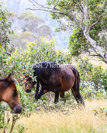 BrumbiesJan25_0124