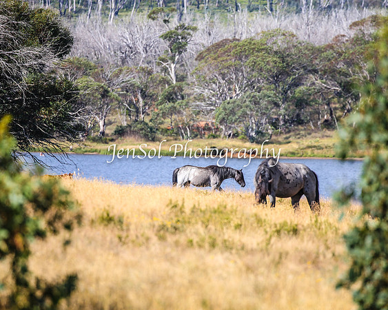 BrumbiesJan25_0147