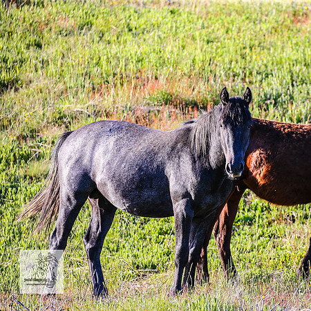 Brumbies29122021_0115