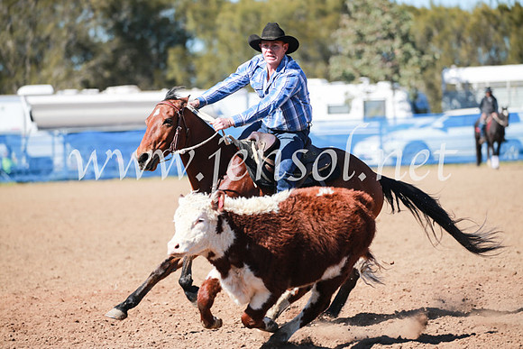 CCCampdraft2016_5459