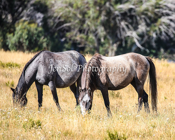 BrumbiesJan25_0215
