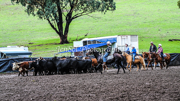 CabanandraCampdraft2014_1935