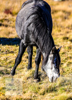 BrumbiesAnzacWeekendSatB2024_1529