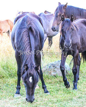 BrumbiesJan25_0465