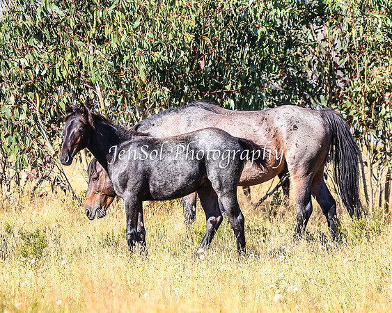 BrumbiesJan25_0232