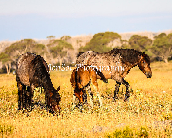 BrumbiesJan25_0392