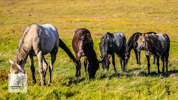 Brumbies30122021pm_0186