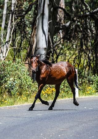 BrumbiesJan25-0025