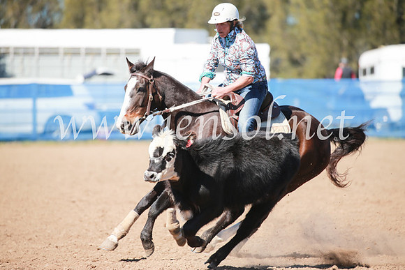 CCCampdraft2016_5635