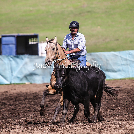 CabanandraCampdraft2014_1329