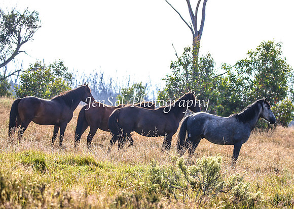 BrumbiesJan25_0026