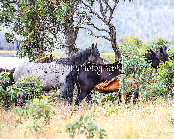 BrumbiesJan25_0127
