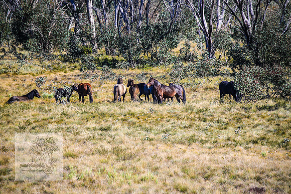 BrumbiesAnzacFriday2024_0691