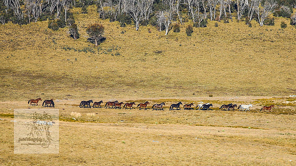 BrumbiesAnzacWeekendSatB2024_1569