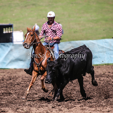 CabanandraCampdraft2014_1253