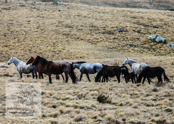 BrumbiesOctober2024_0080