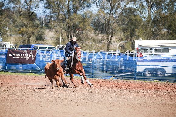 CCCampdraft2016_5943