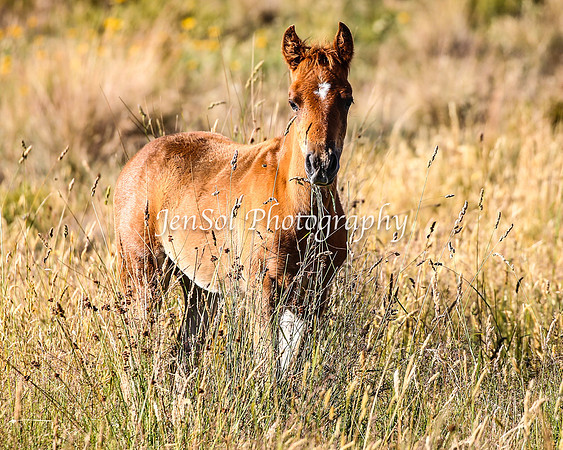 BrumbiesJan25_0330