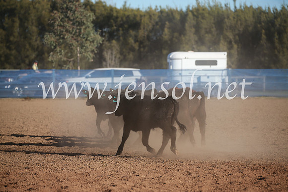 CCCampdraft2016_6656