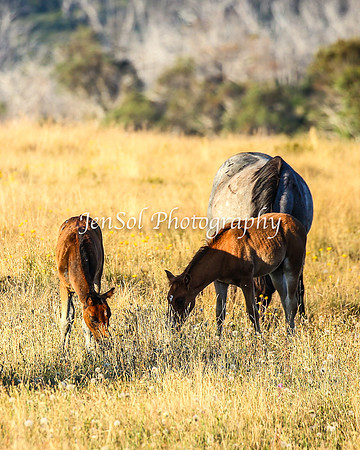 BrumbiesJan25_0388