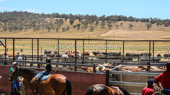 AdaminabyCampdraft2015_0440